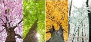 seasons